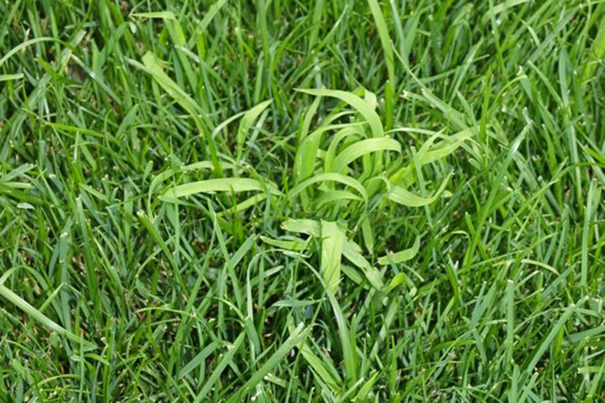 Hirse-im-Rasen | Erni Gartenbau + Planung AG