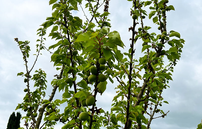 Obstbäume: So wird der Ertrag gesteigert