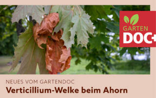 Verticillium-Welke - Drama für den Ahorn