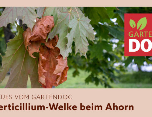 Verticillium-Welke: Drama für den Ahorn