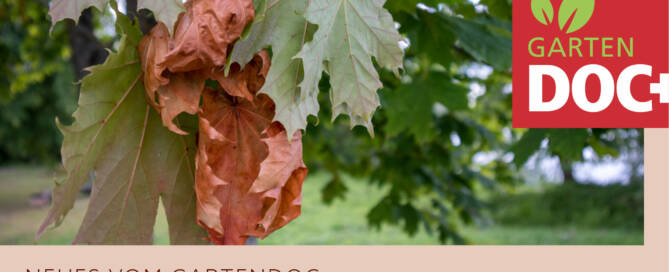 Verticillium-Welke - Drama für den Ahorn