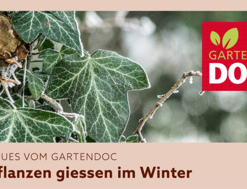 Pflanzen giessen: Auch im Winter nicht vergessen