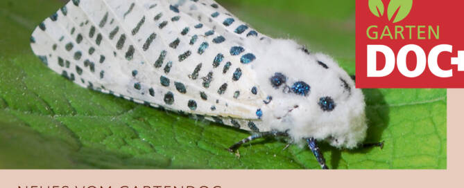 Blausieb: gefrässiger Holzbohrer