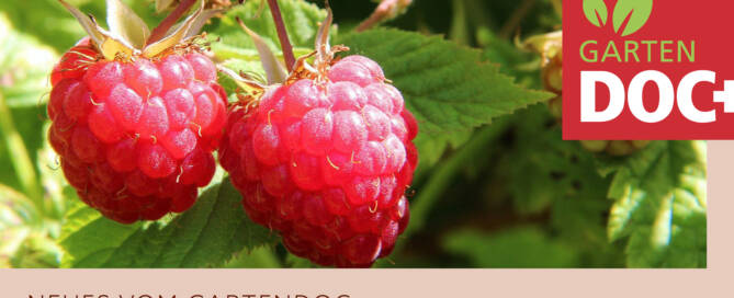 Himbeeren Pflege