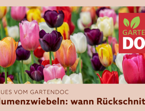 Blumenzwiebeln: der richtige Rückschnitt