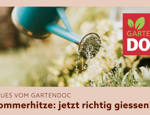 Sommerhitze: jetzt richtig giessen!
