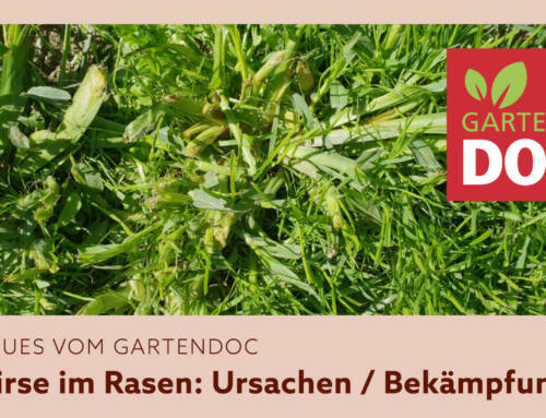 Hirse im Rasen: Ursachen und Bekämpfung