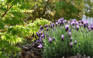 Kreuzlinger Gartentag 2017
