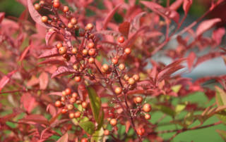 Herbstapéro