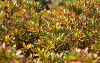 Herbstapéro
