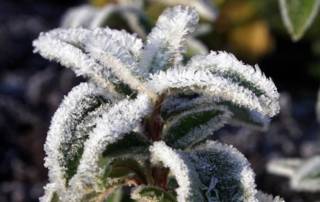 Spätfrost