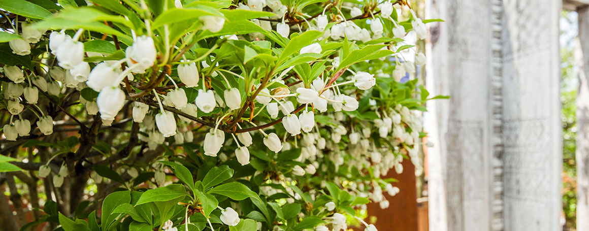 exklusive Pflanzen im Erni Garten
